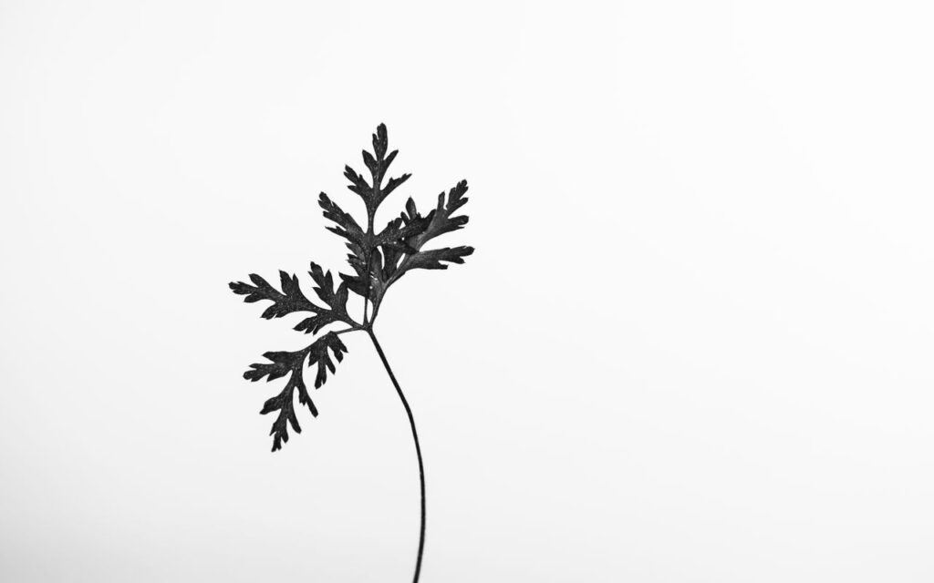 pexels photo 12214831 12214831 Artistic black and white photo of a single leaf silhouette against a white background.