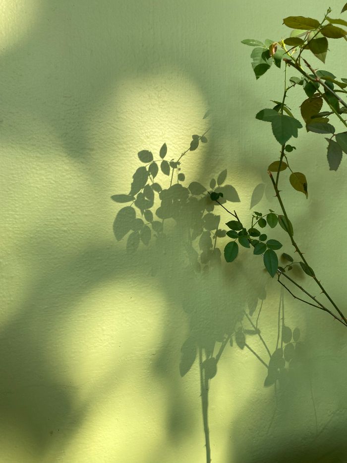 pexels photo 12449491 12449491 Aesthetic leaf shadows create a serene pattern on a green wall, evoking peace.